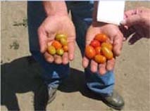 Tomatoes
