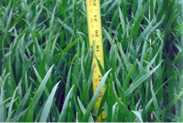 Colorado Wheat Suprawater