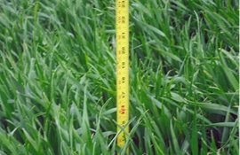 Colorado Wheat Untreated
