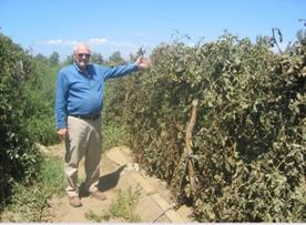 Mexico Tomato Untreated