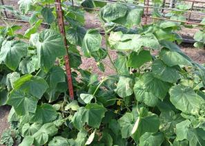 Missouri Cucumber Untreated